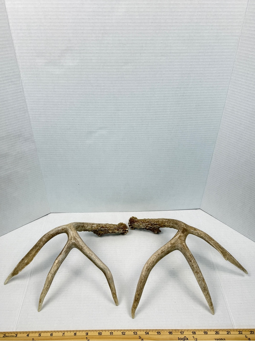 Authentic Naturally Shed Whitetail Deer Antlers 1 Pair